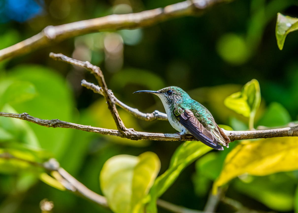 hummingbirds in Maryland