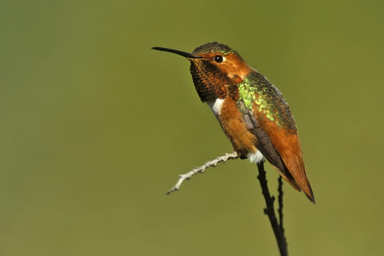 hummingbirds in Massachusetts