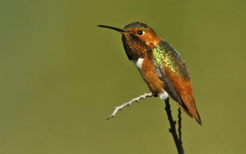 hummingbirds in Massachusetts