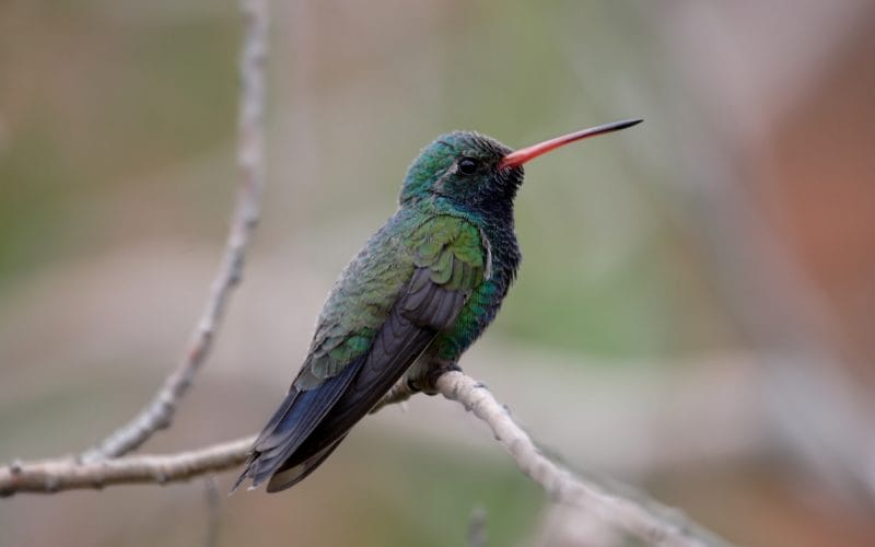 hummingbirds in Minnesota