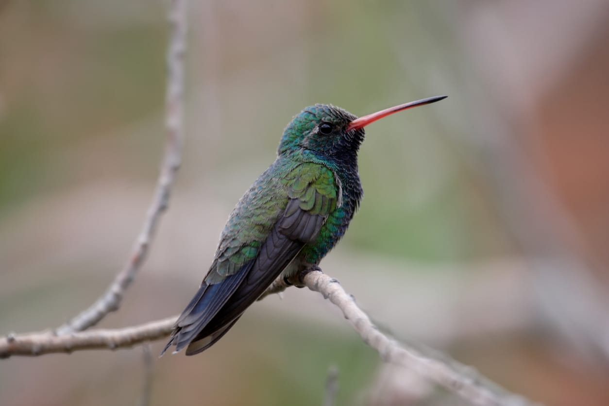 hummingbirds in Minnesota