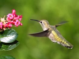 hummingbirds in Missouri