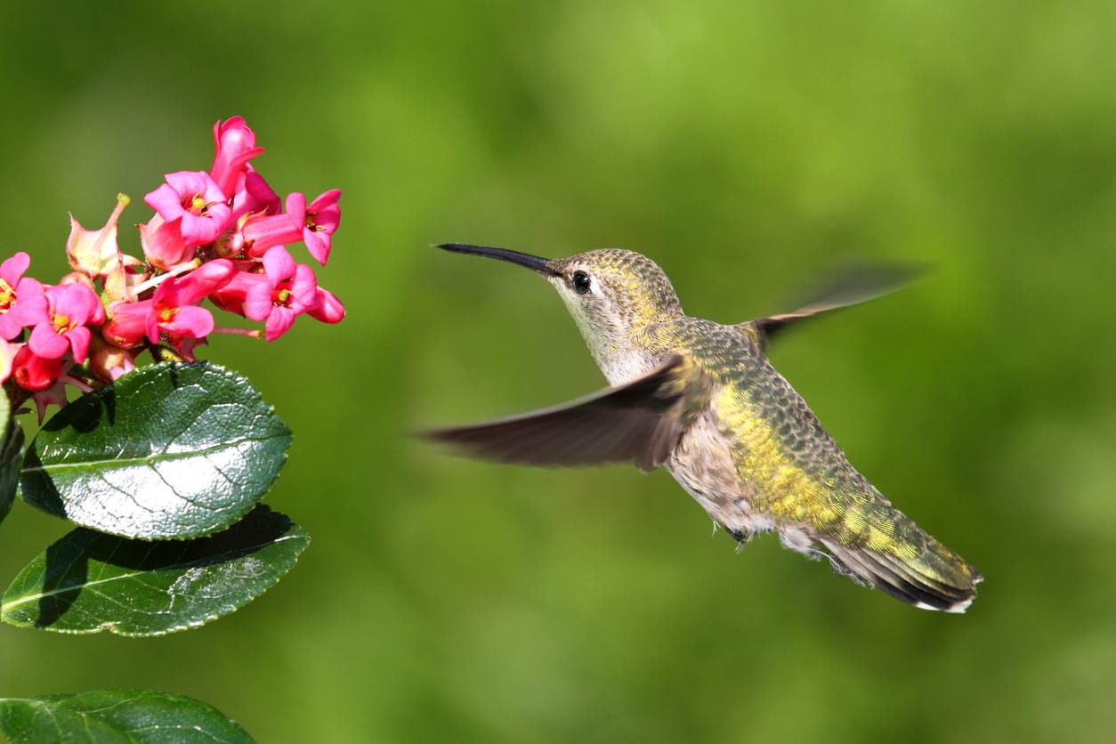 hummingbirds in Missouri