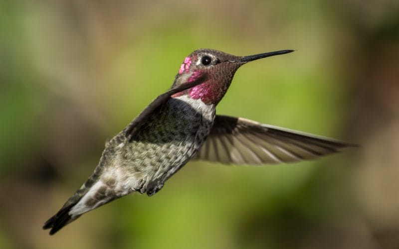 hummingbirds in New York