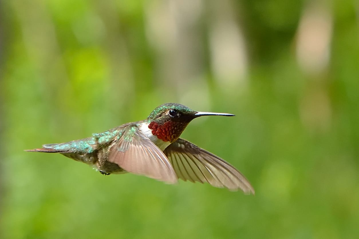 Hummingbirds of 2024 new jersey