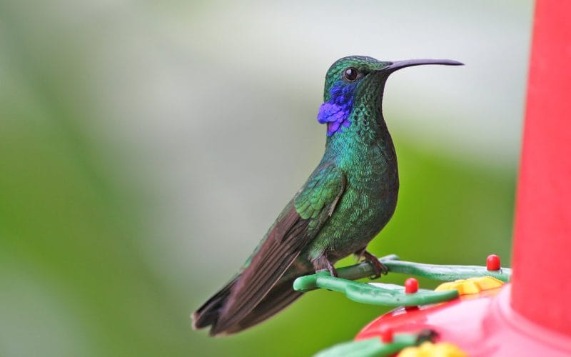 hummingbirds in Ohio