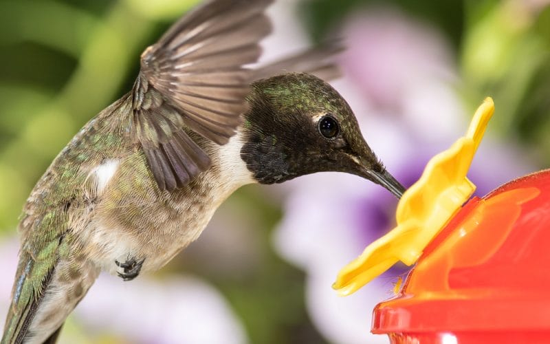 hummingbirds in Pennsylvania