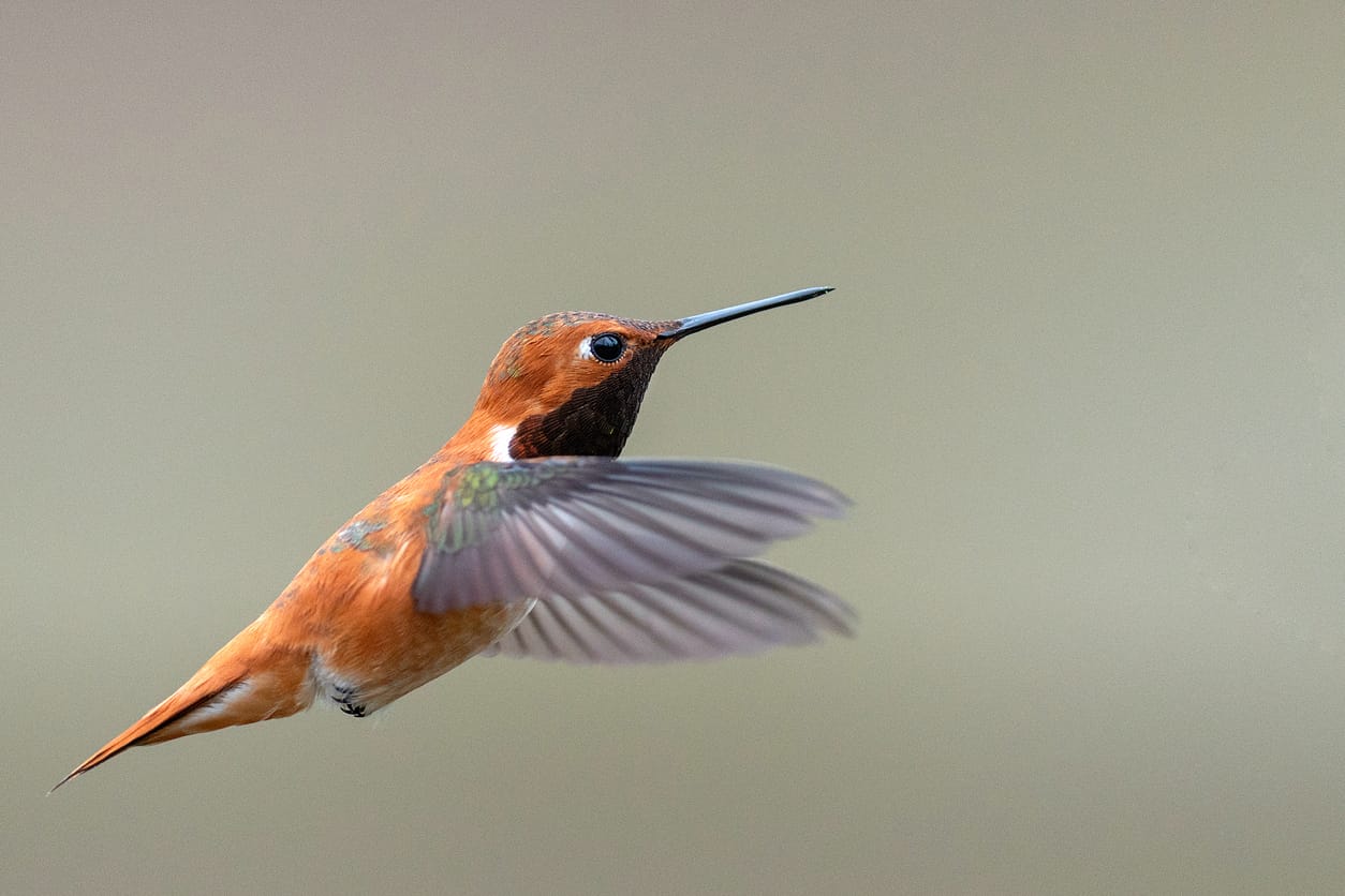 hummingbirds in South Carolina