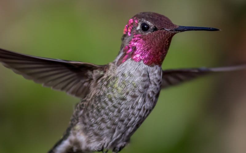 hummingbirds in Tennessee