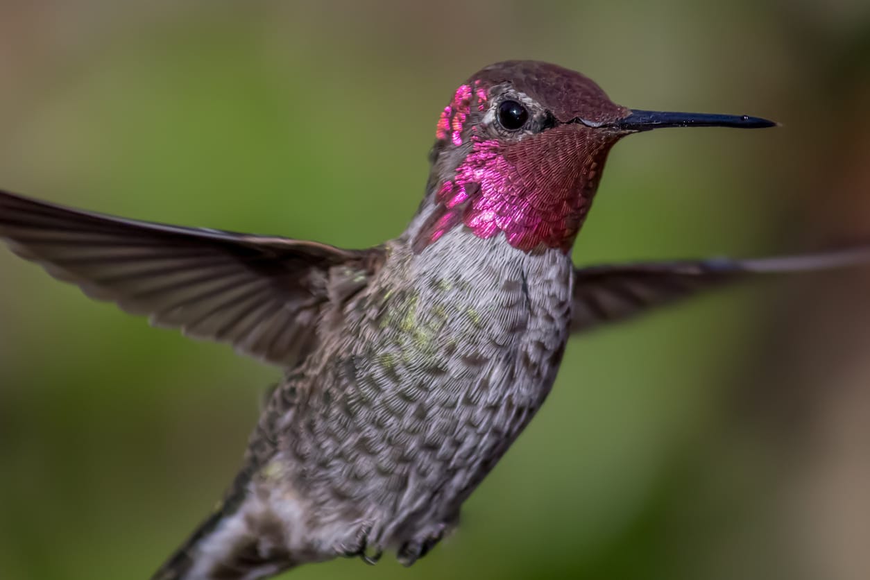 hummingbirds in Tennessee