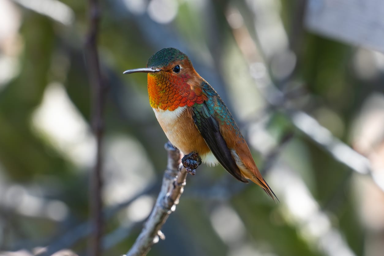 hummingbirds in Texas