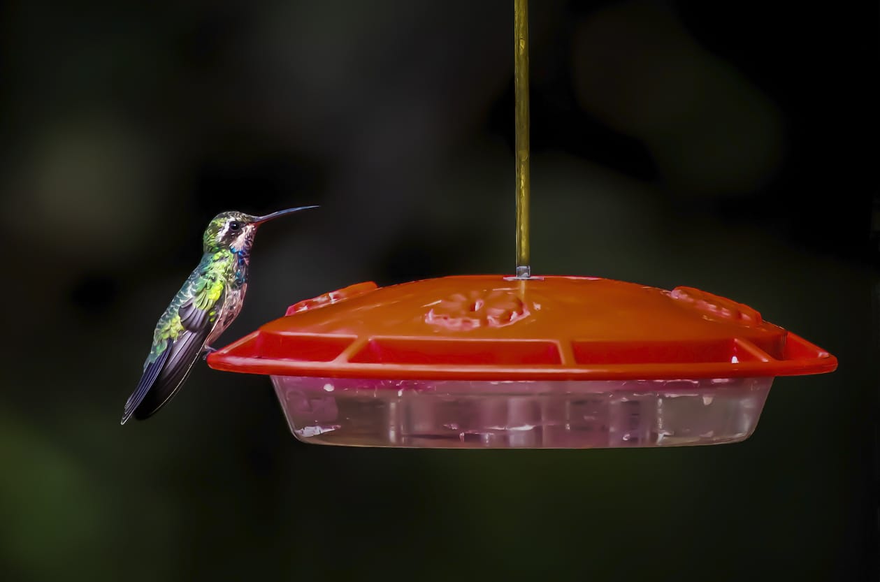 hummingbirds in Virginia