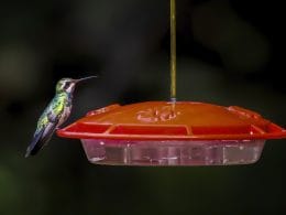 hummingbirds in Virginia
