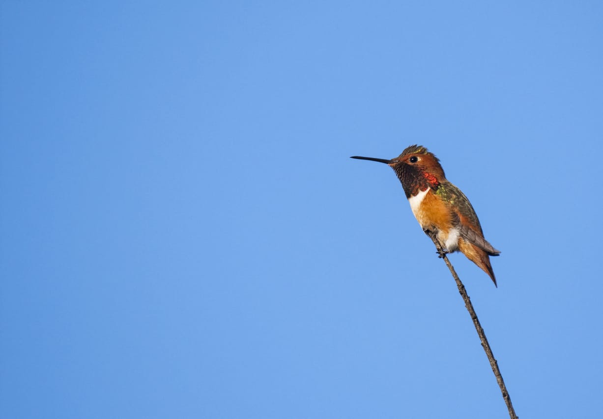 hummingbirds in Wisconsin