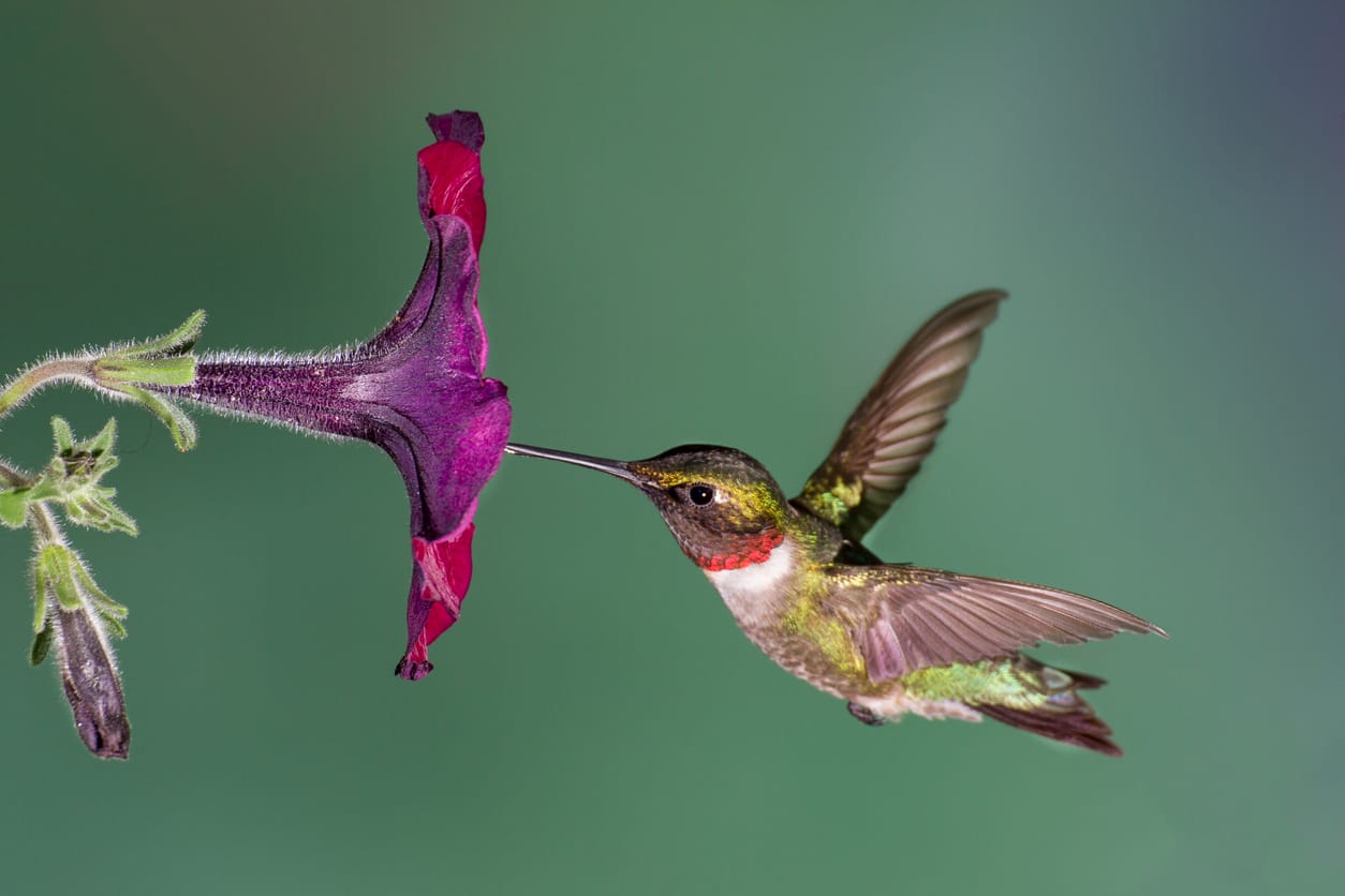hummingbirds in alabama