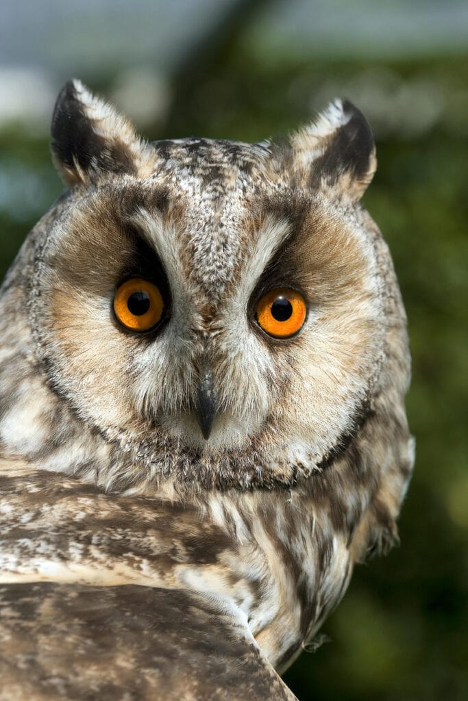 long eared owl face