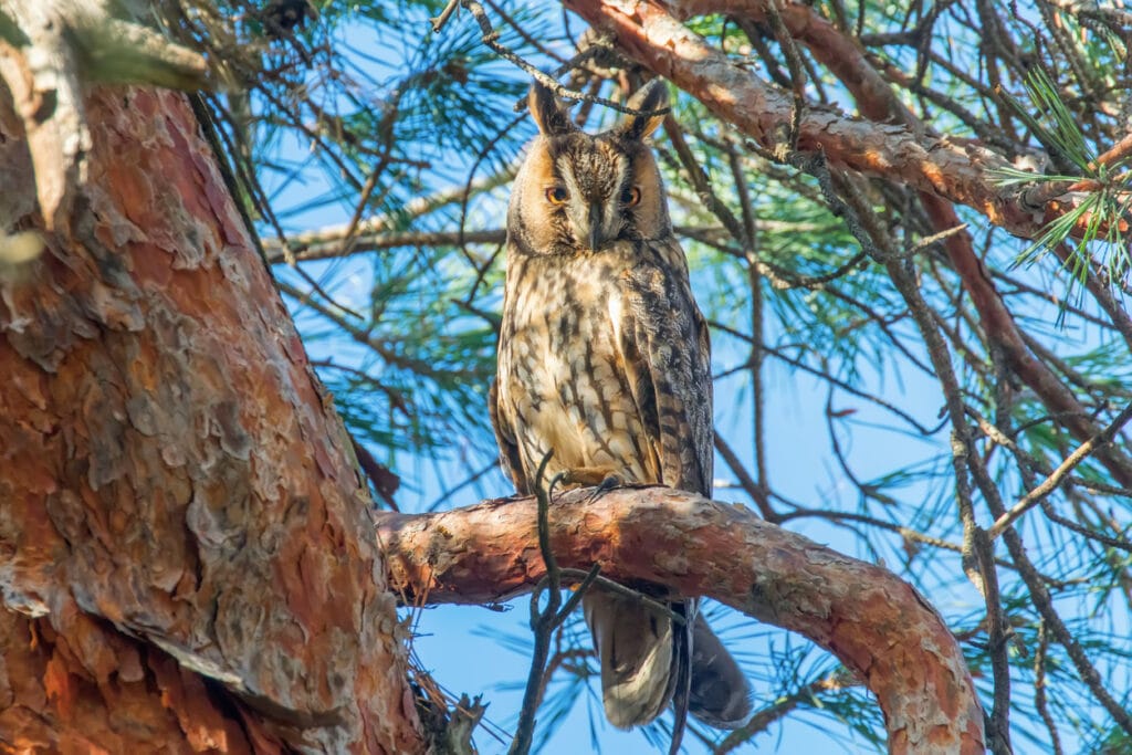 long eared owl looking down