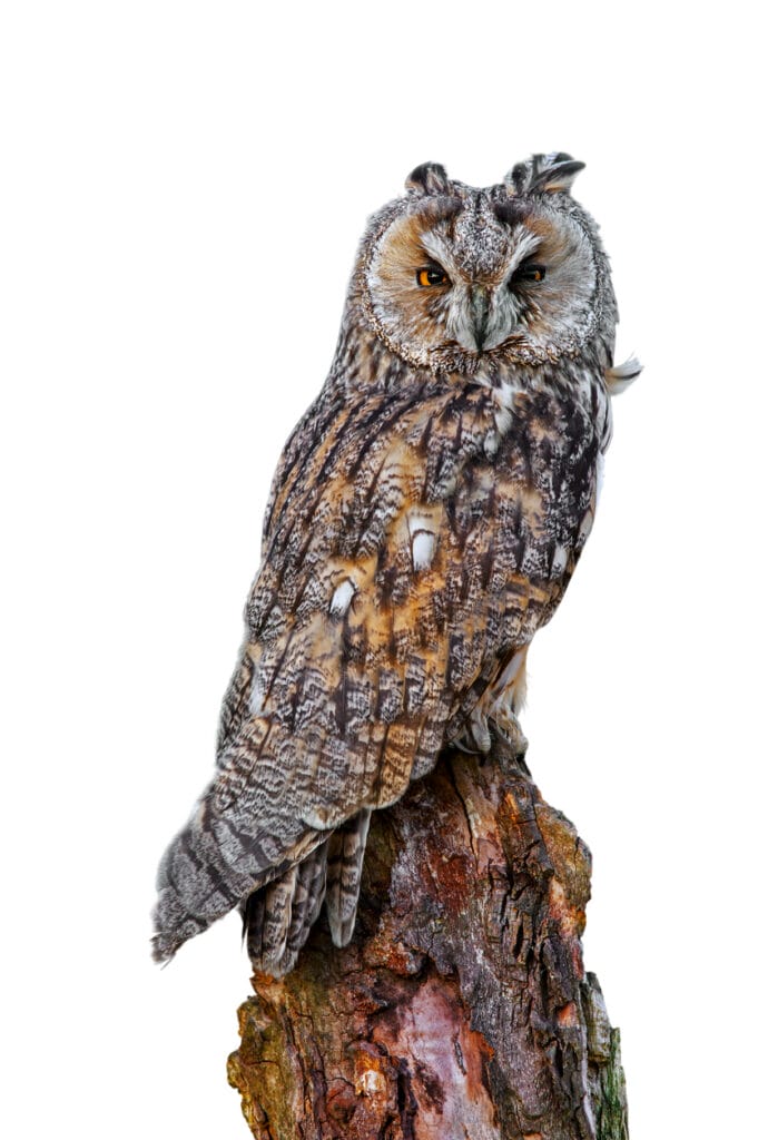 long eared owl on a stump