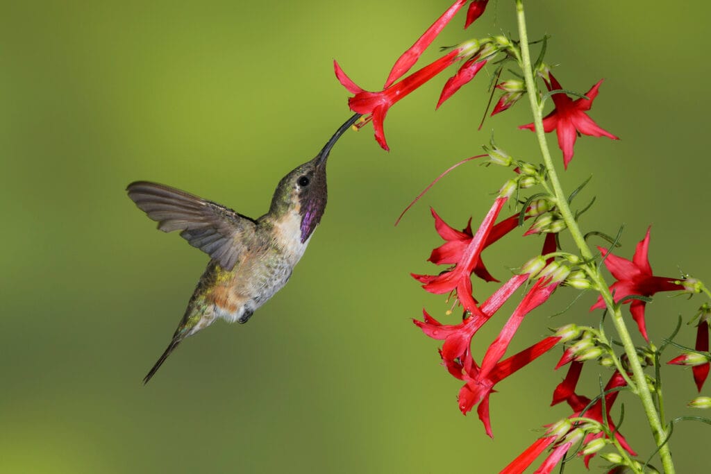 lucifer hummingbird feeding