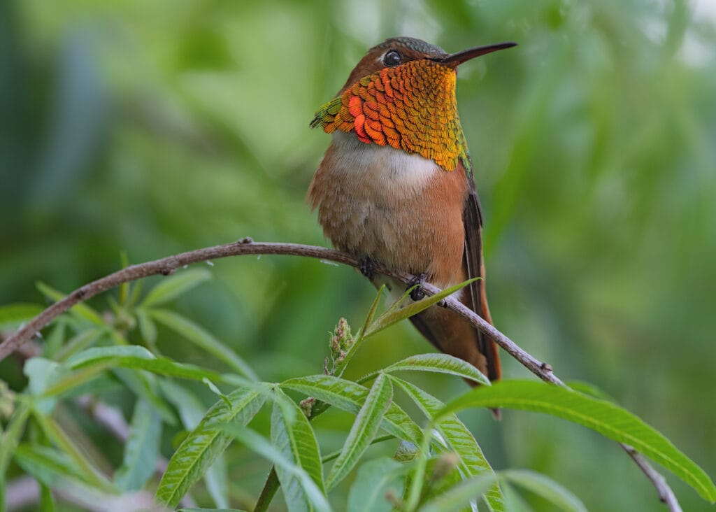 Male Allen's hummingbird in oregon