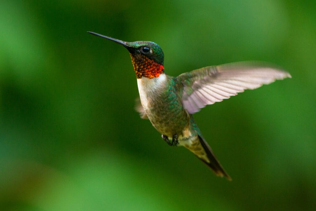 male ruby throated hummingbird