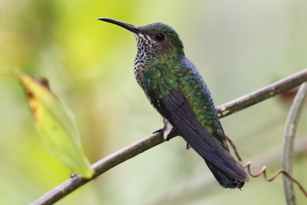 mexican violetear close up