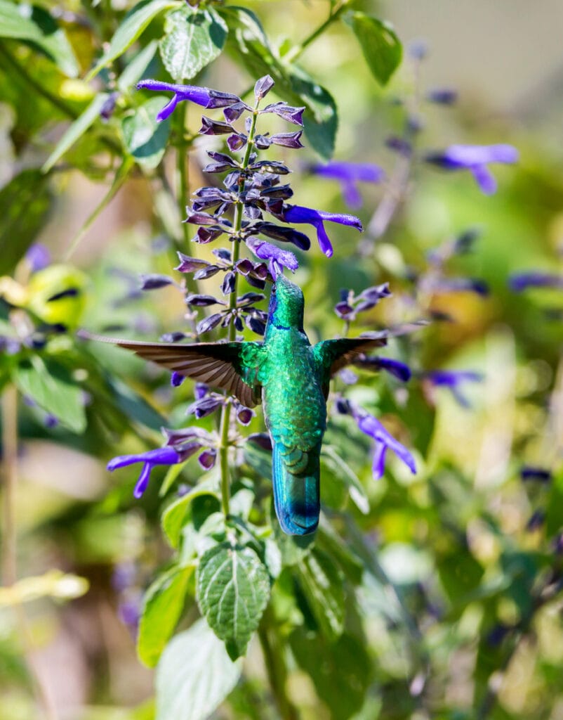 mexican violetear in wisconsin