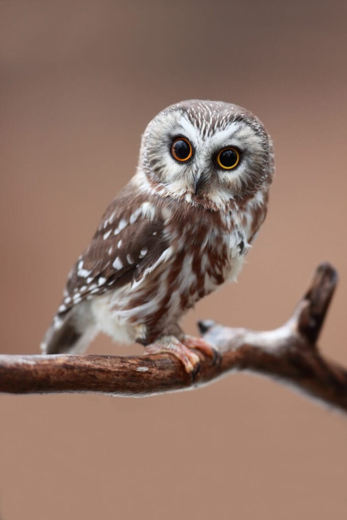 northern saw-whet owl portrait