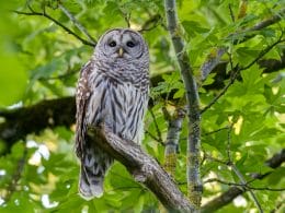 owls in Alabama