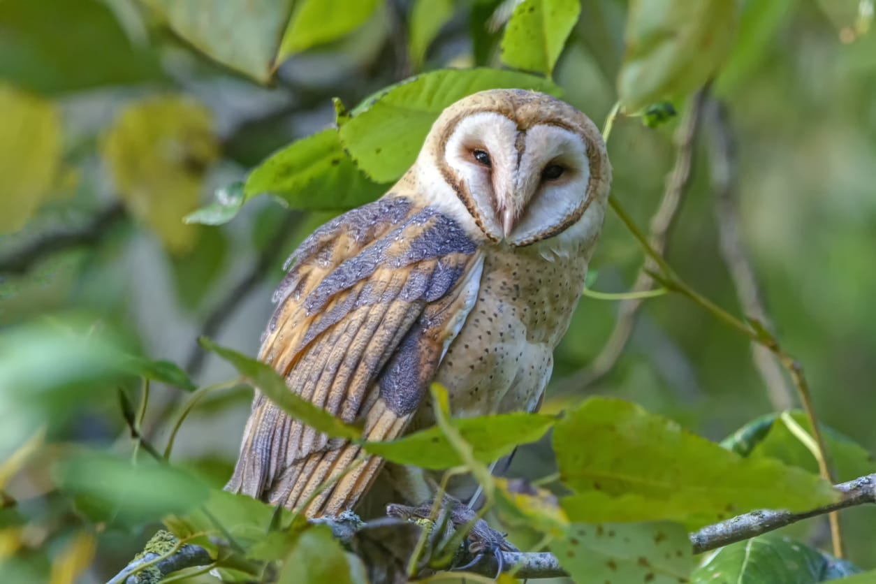 Owls in Louisiana 9 Species That You Can See with Pictures