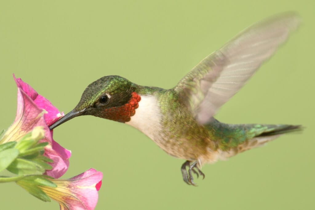 ruby throated hummingbird in virginia