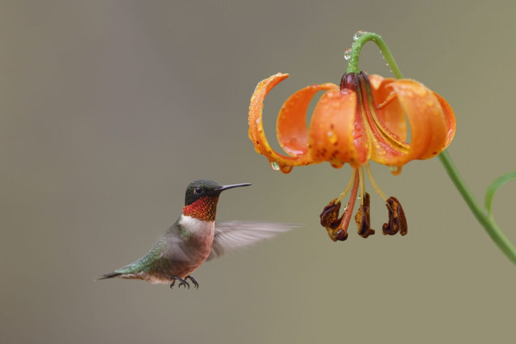 ruby throated hummingbird feeding