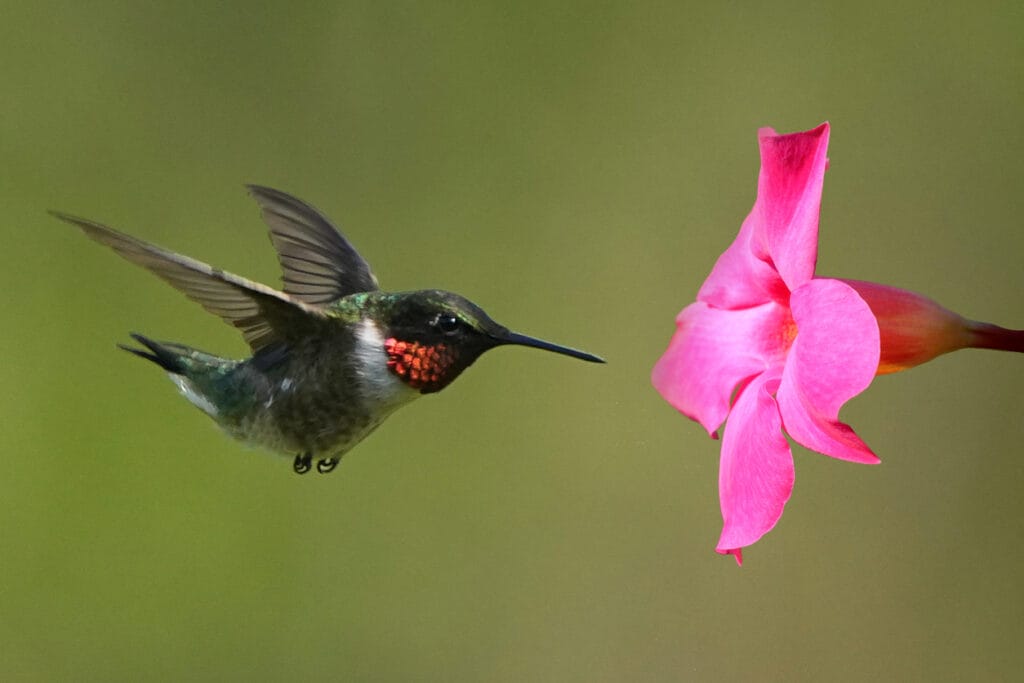 ruby throated hummingbird feeding