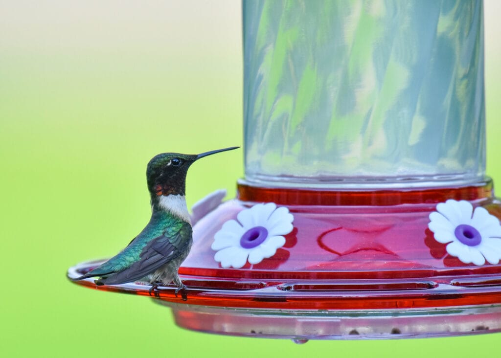 ruby throated hummingbird feeding