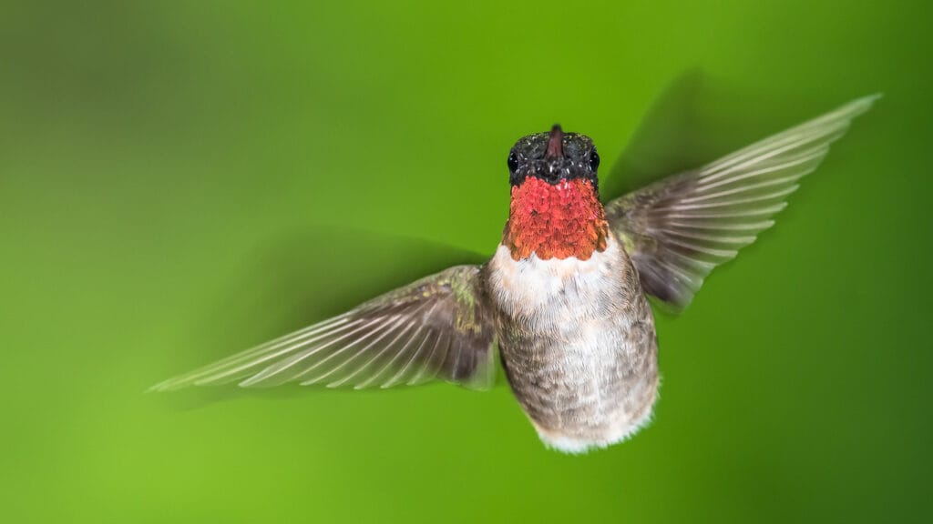 ruby throated hummingbird flying close