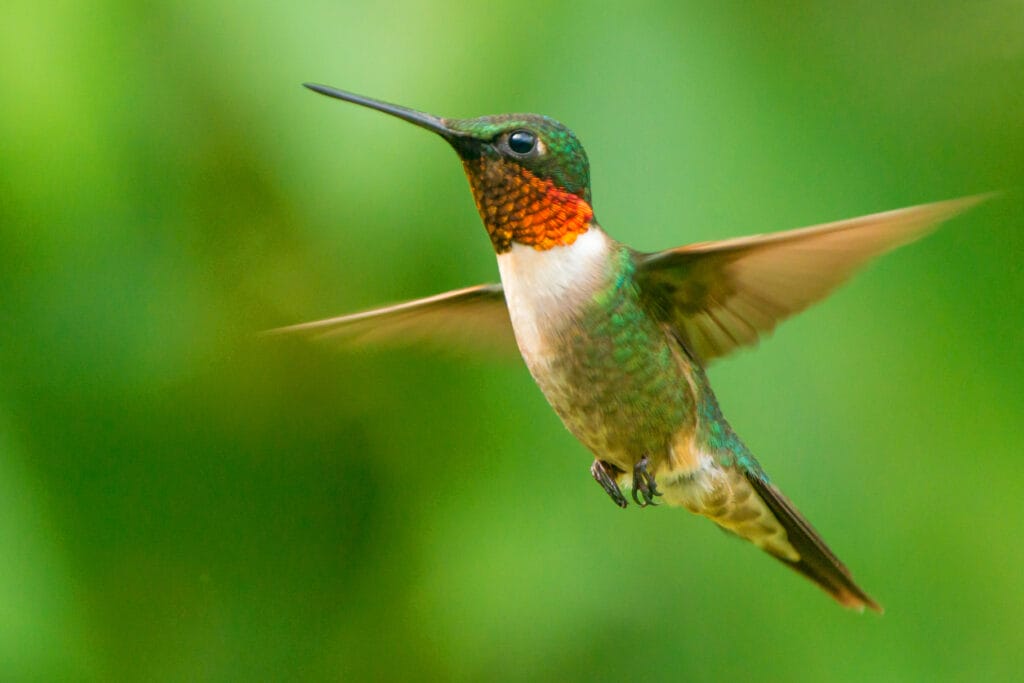 ruby throated hummingbird flying fast