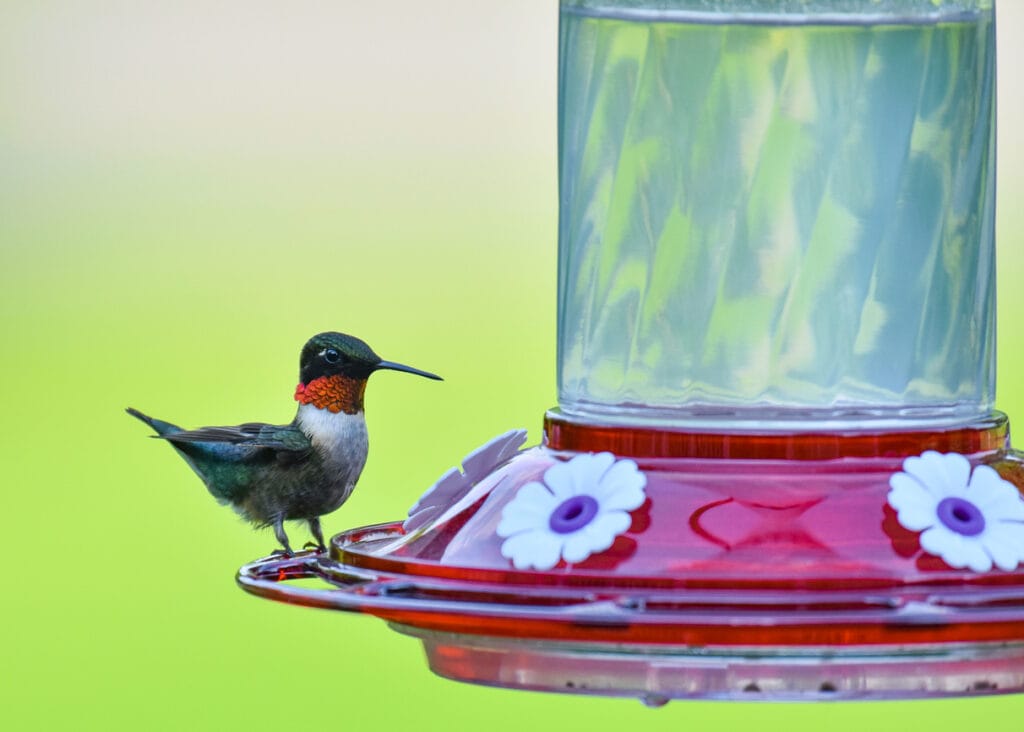 ruby throated hummingbird in minnesota