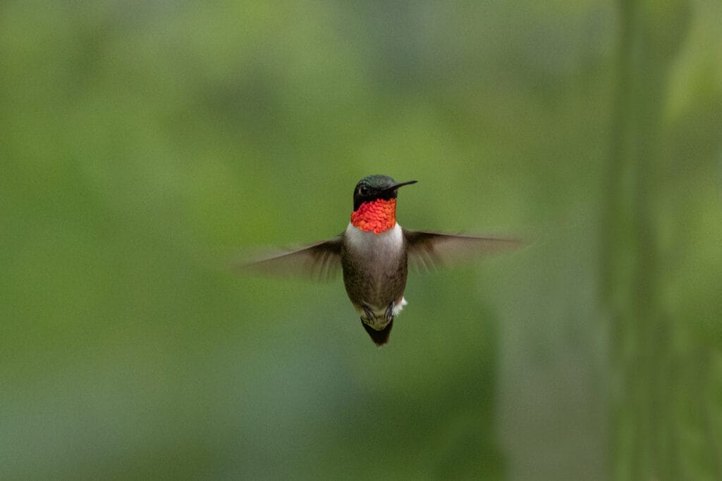 ruby throated hummingbird in massachusetts