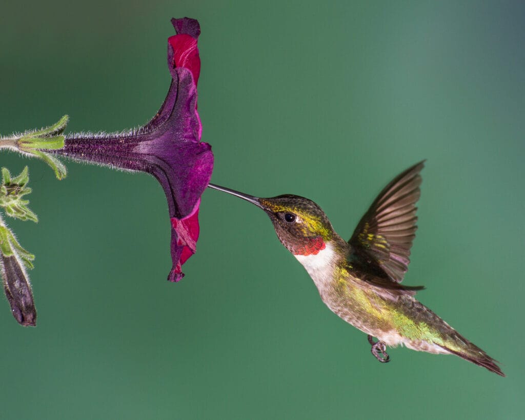 ruby throated hummingbird with flower