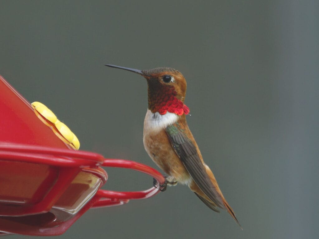 rufous hummingbird at feeder