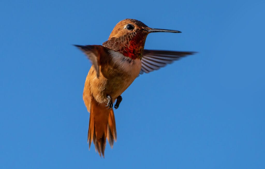 rufous hummingbird hovering