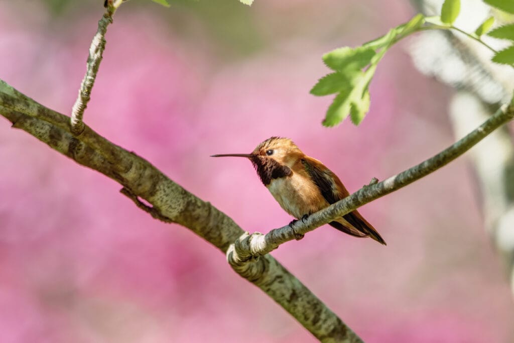 rufous hummingbird in Tennessee