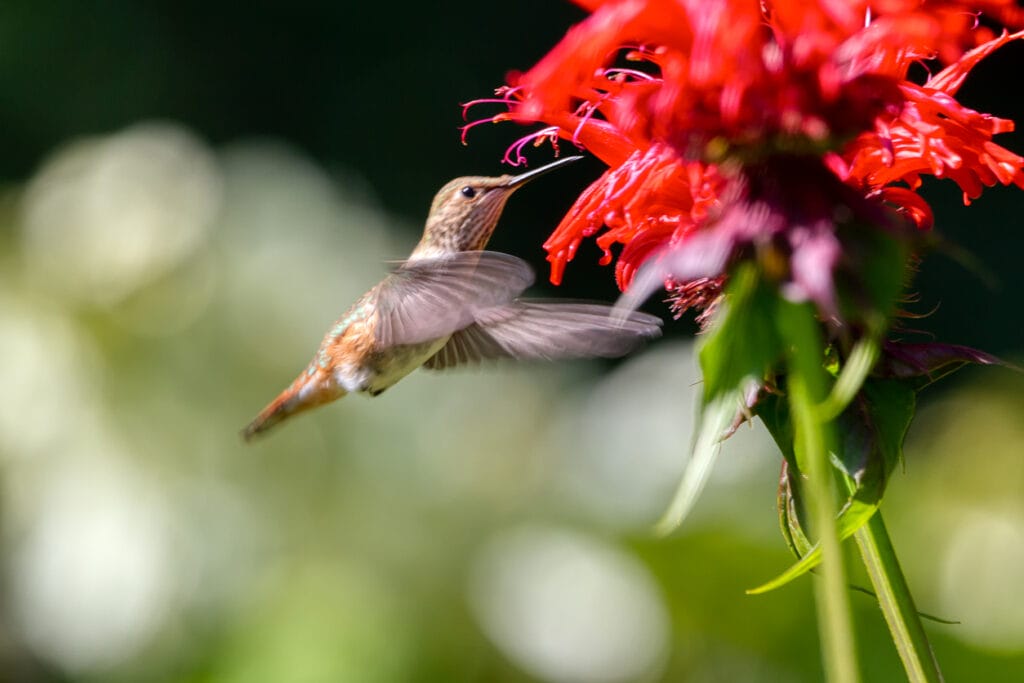rufous hummingbird juvenile