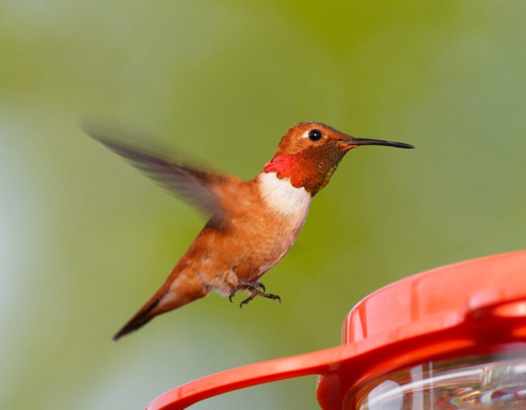 rufous hummingbird landing on feeder