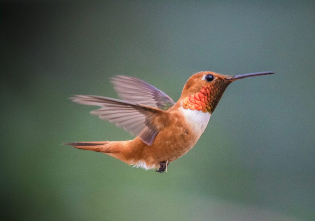 rufous hummingbird in ohio