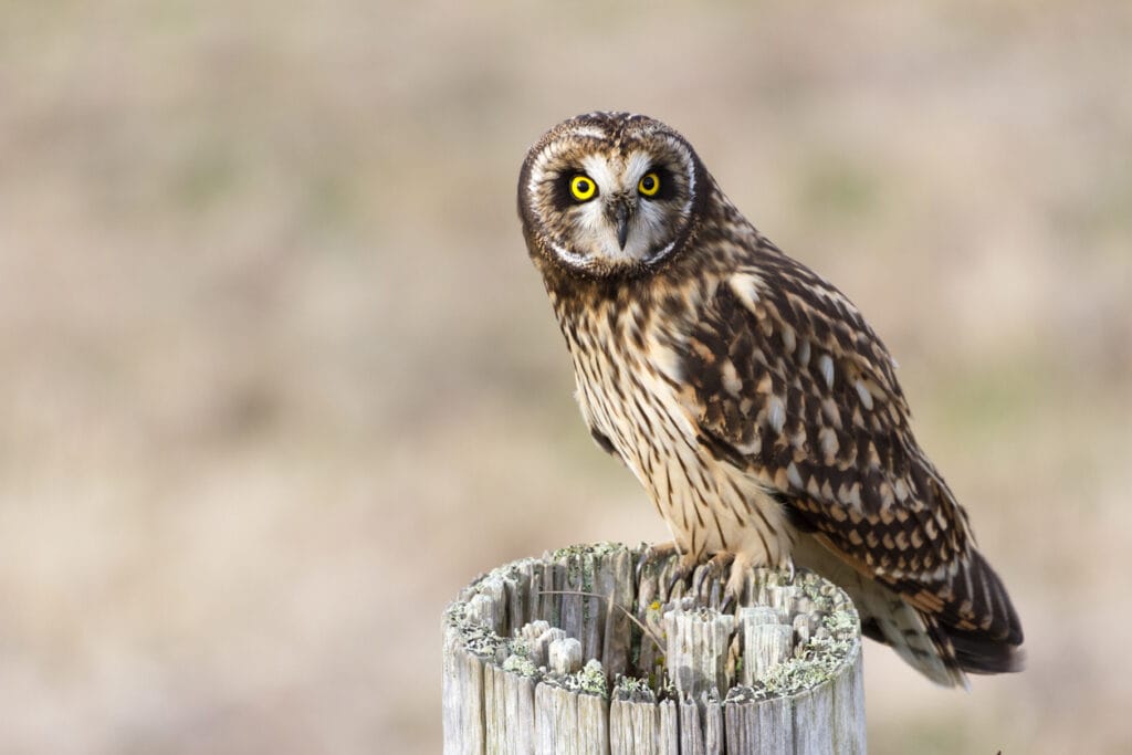 short eared owl watching