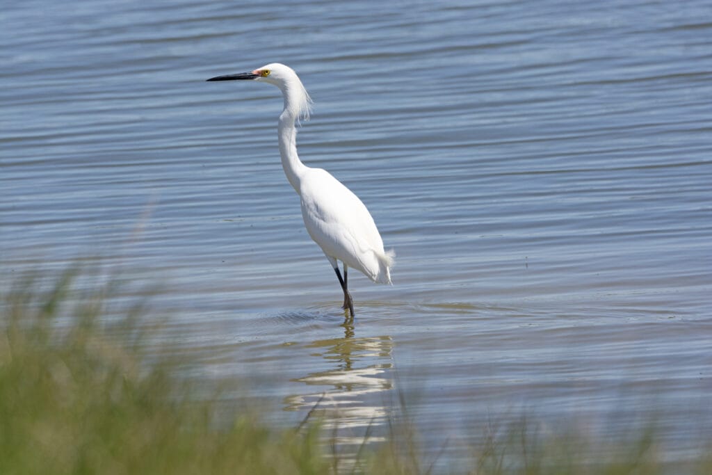 snowy egret in a pond