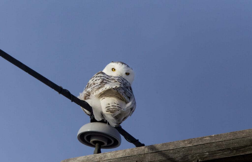 snowy owl on a telephone pole