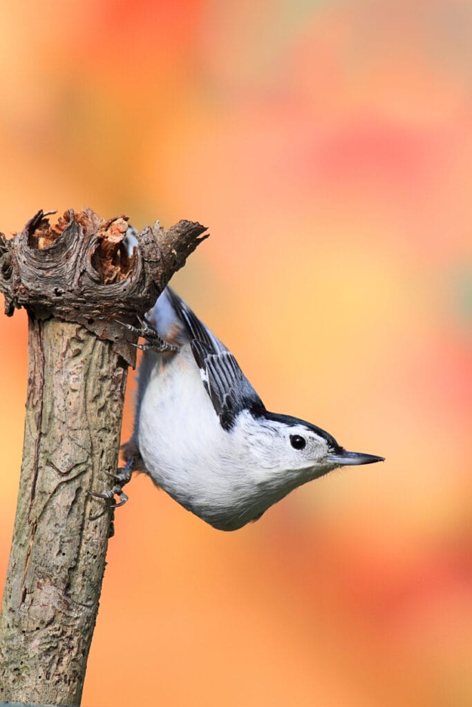 white breasted nuthatch in maryland