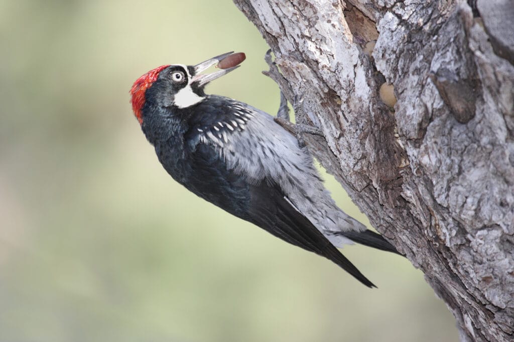 Acorn Woodpecker